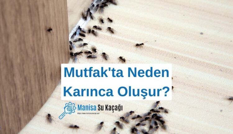mutfakta-karincalar